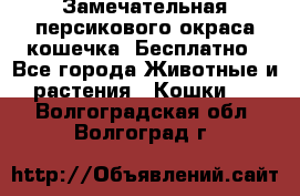 Замечательная персикового окраса кошечка. Бесплатно - Все города Животные и растения » Кошки   . Волгоградская обл.,Волгоград г.